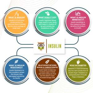 insulin function