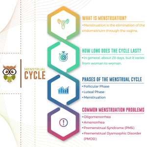 menstrual cycle